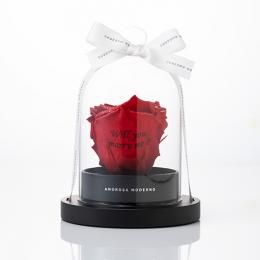 リトルベル Specialダイヤモンドローズ　　レッド