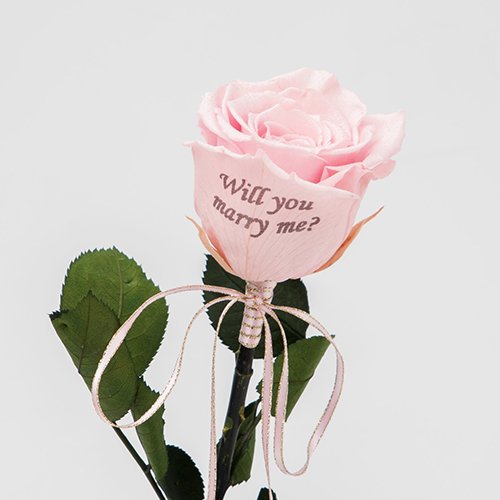 【バラ一輪】Specialダイヤモンドローズ　ロングタイプ　メッセージフラワー ピンク