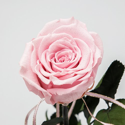 【バラ一輪】Specialダイヤモンドローズ　ロングタイプ　メッセージフラワー ピンク